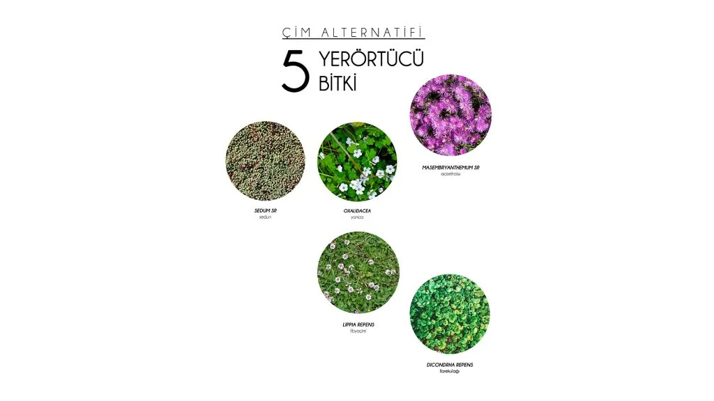 Çim Alternatifi – 5 Yer Örtücü Bitki