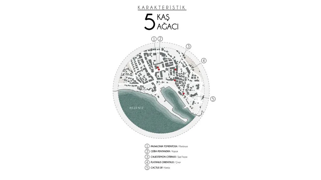 Karakteristik 5 Kaş Ağacı