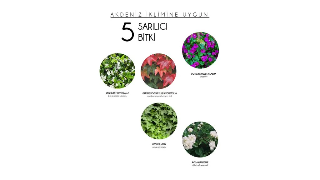 AKDENİZ İKİLİMİNE UYGUN 5 SARILICI BİTKİ