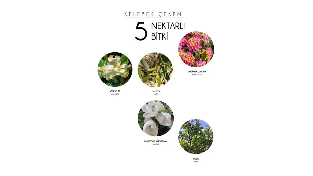 KELEBEK ÇEKEN 5 NEKTARLI BİTKİ