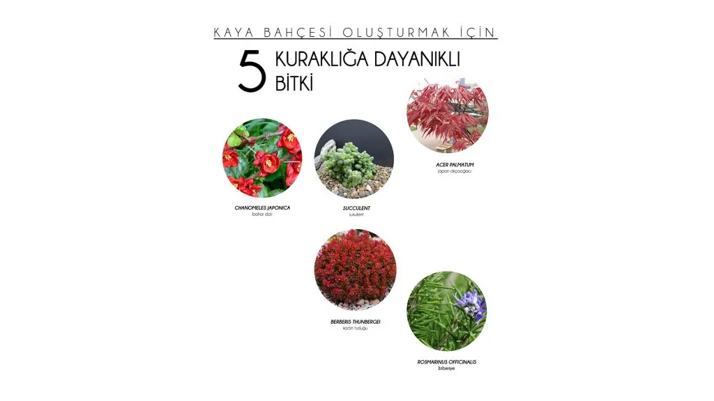 KAYA BAHÇESİ VE KURAKLIĞA DAYANIKLI 5 BİTKİ