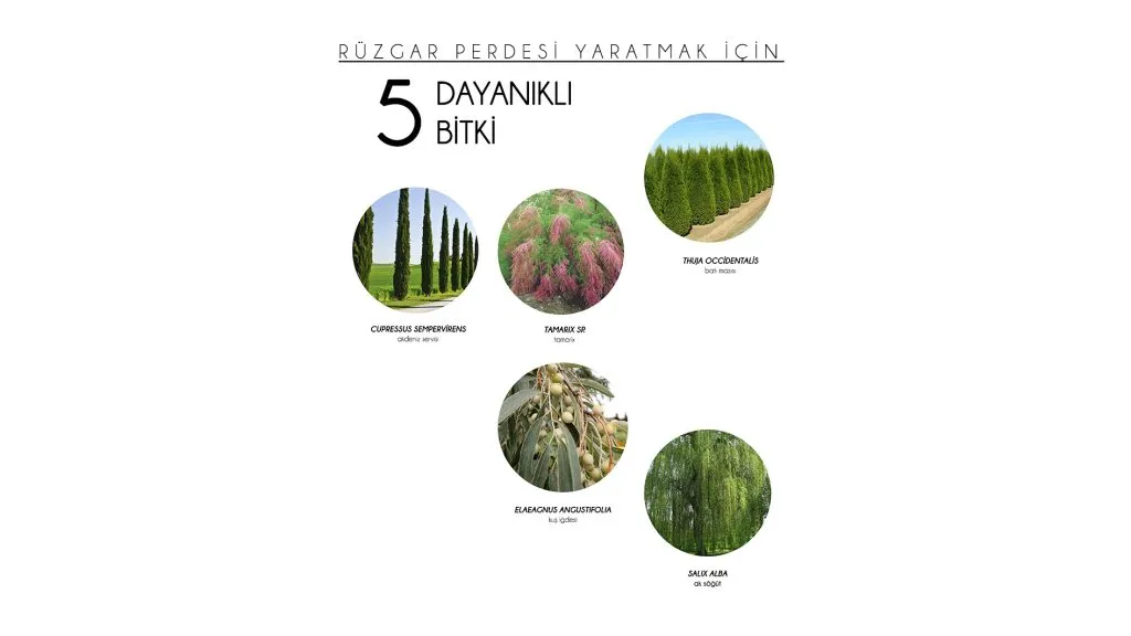Rüzgar Perdesi Oluşturmak İçin 5 Dayanıklı Bitki