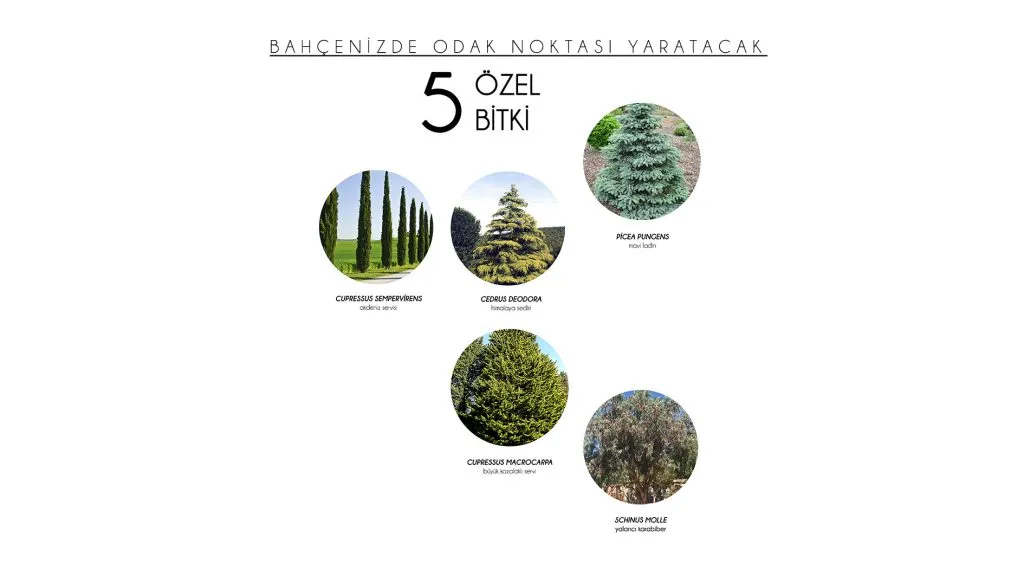 Odak Noktası Yaratacak 5 Bitki